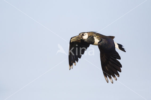 Lapwing (Vanellus vanellus)