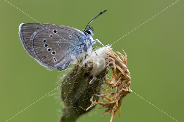 Mazarine Blue (Polyommatus semiargus)