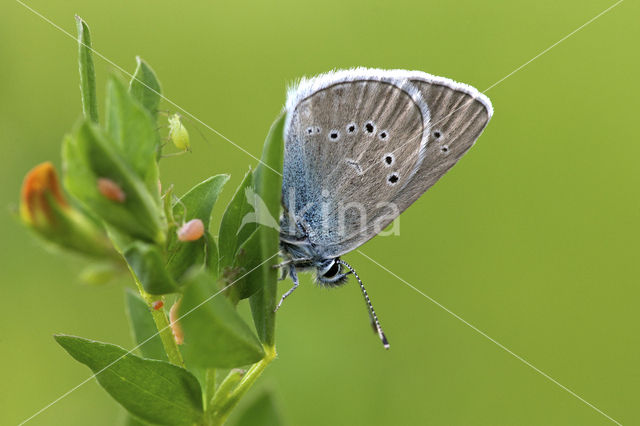Mazarine Blue (Polyommatus semiargus)
