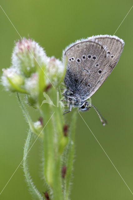 Mazarine Blue (Polyommatus semiargus)