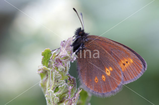 Kleine bergerebia (Erebia melampus)