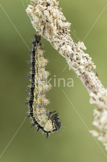 Kleine vos (Aglais urticae)