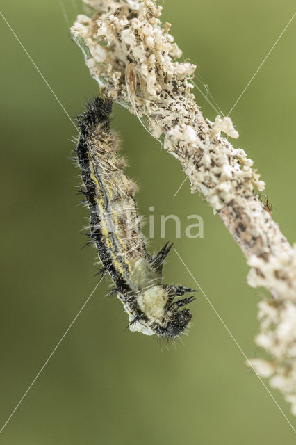 Kleine vos (Aglais urticae)