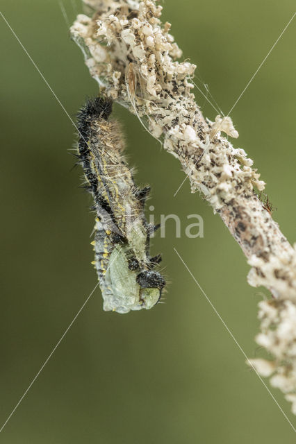 Small Tortoiseshell (Aglais urticae)