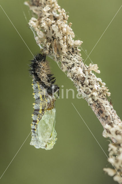 Kleine vos (Aglais urticae)