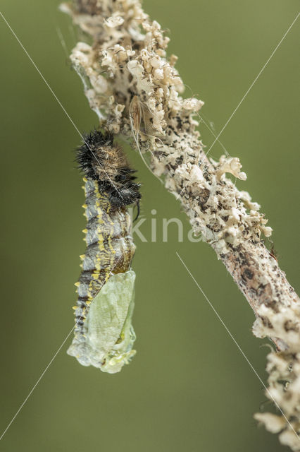 Kleine vos (Aglais urticae)