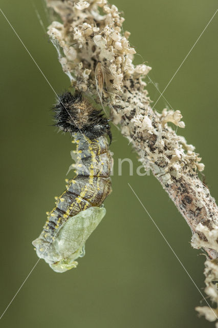 Kleine vos (Aglais urticae)