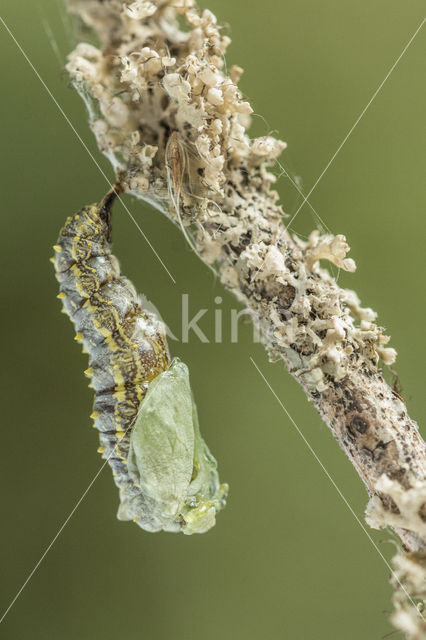 Kleine vos (Aglais urticae)