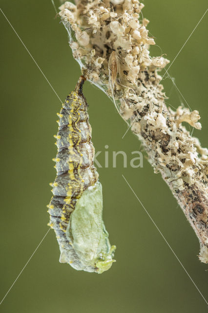 Kleine vos (Aglais urticae)