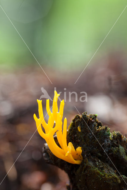 Kleverig koraalzwammetje (Calocera viscosa)