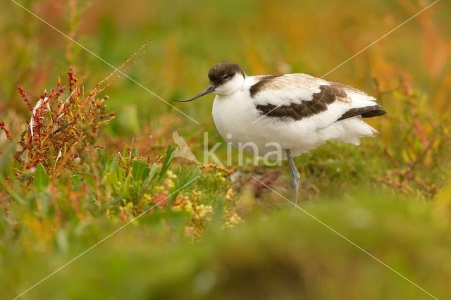 Pied Avocet (Recurvirostra avosetta)