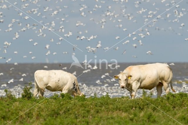 Pied Avocet (Recurvirostra avosetta)