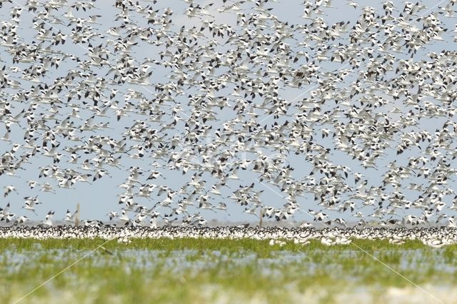 Pied Avocet (Recurvirostra avosetta)