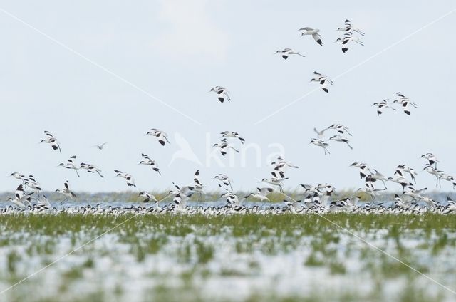 Pied Avocet (Recurvirostra avosetta)