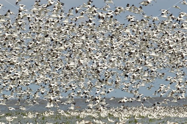 Pied Avocet (Recurvirostra avosetta)