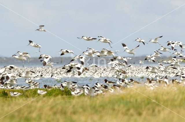 Pied Avocet (Recurvirostra avosetta)