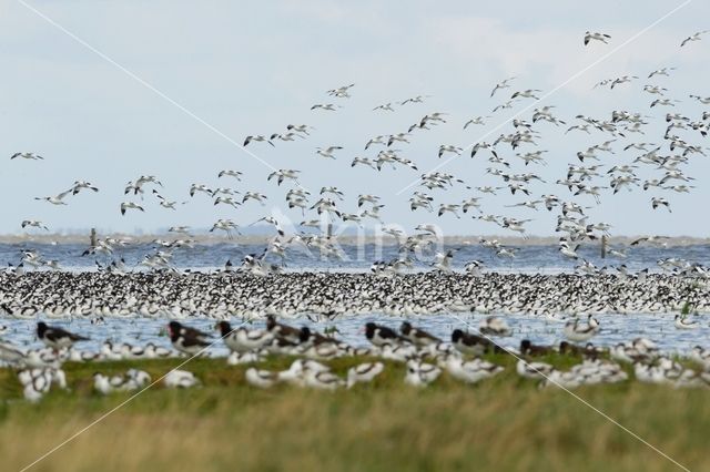 Pied Avocet (Recurvirostra avosetta)