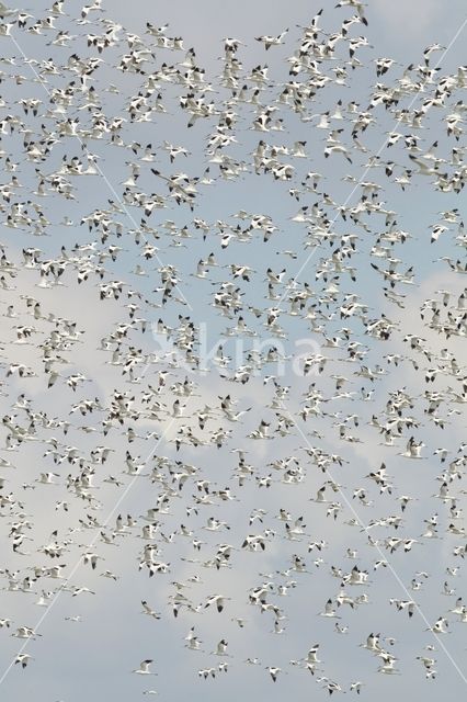 Pied Avocet (Recurvirostra avosetta)