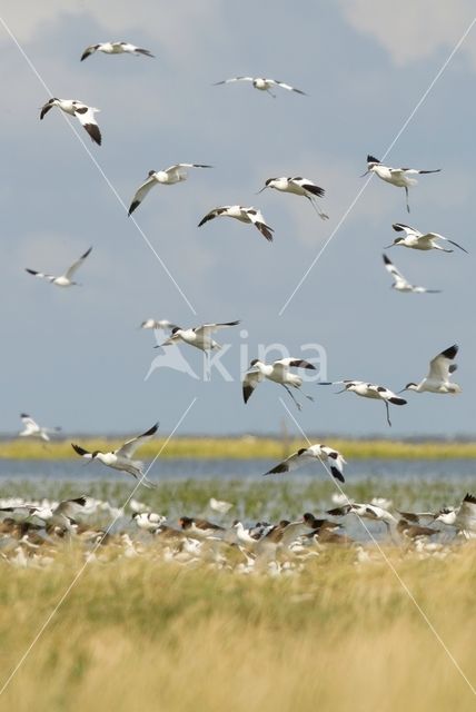 Pied Avocet (Recurvirostra avosetta)