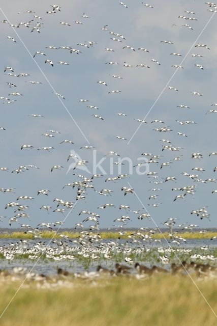 Pied Avocet (Recurvirostra avosetta)