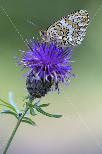 Knoopkruidparelmoervlinder (Melitaea phoebe)