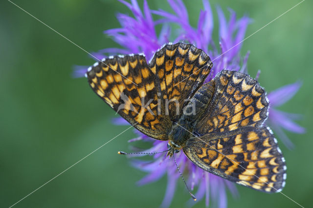 Knoopkruidparelmoervlinder (Melitaea phoebe)