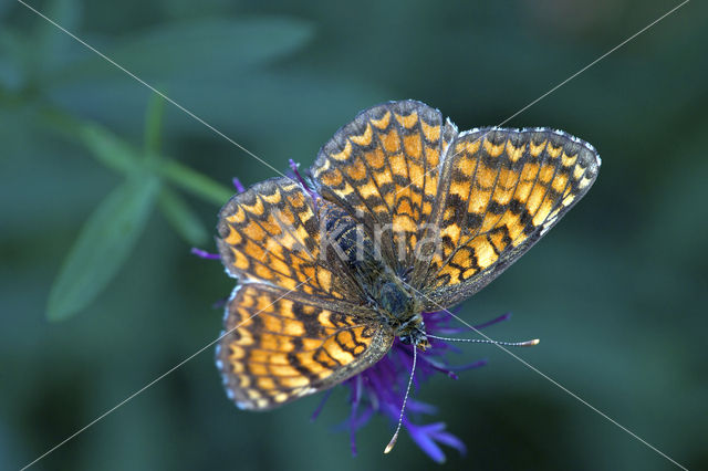 Knoopkruidparelmoervlinder (Melitaea phoebe)