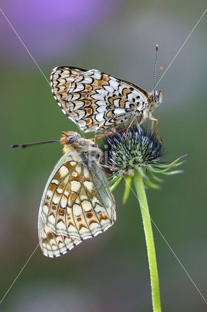 Knapweed Fritillary (Melitaea phoebe)