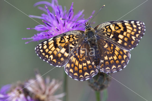 Knapweed Fritillary (Melitaea phoebe)