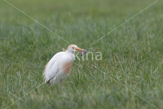 Koereiger (Bubulcus ibis)