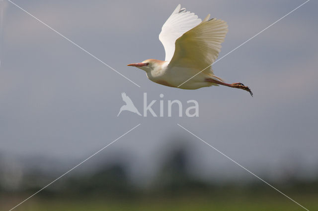 Koereiger (Bubulcus ibis)