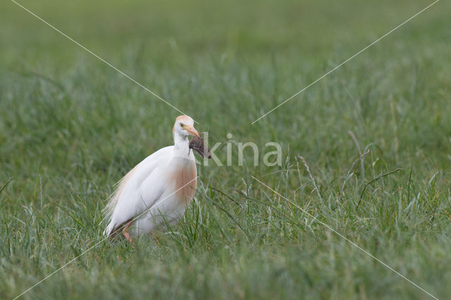 Cattle Egret (Bubulcus ibis)