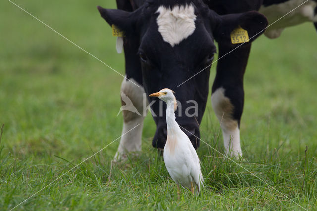 Koereiger (Bubulcus ibis)