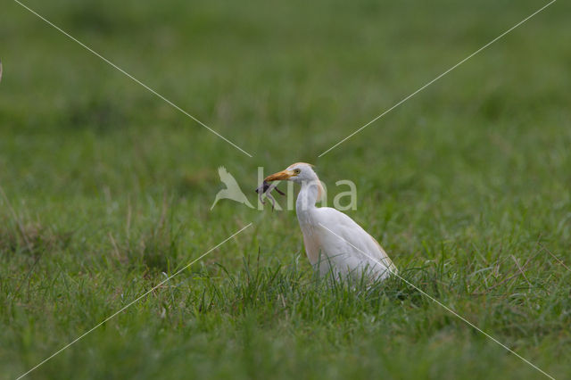 Cattle Egret (Bubulcus ibis)