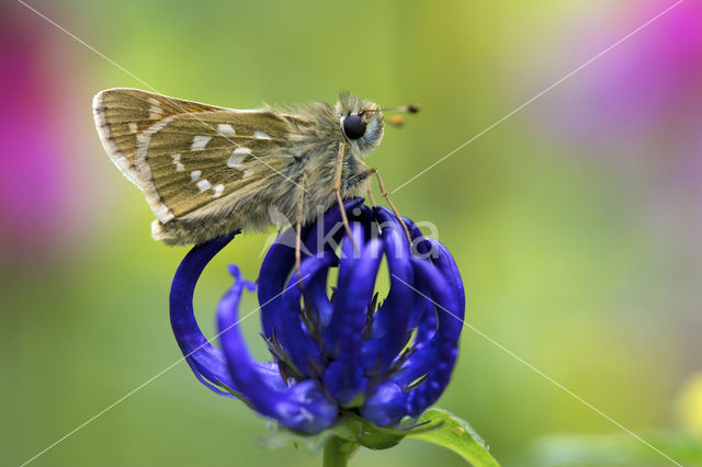 Silver-spotted Skipper (Hesperia comma)