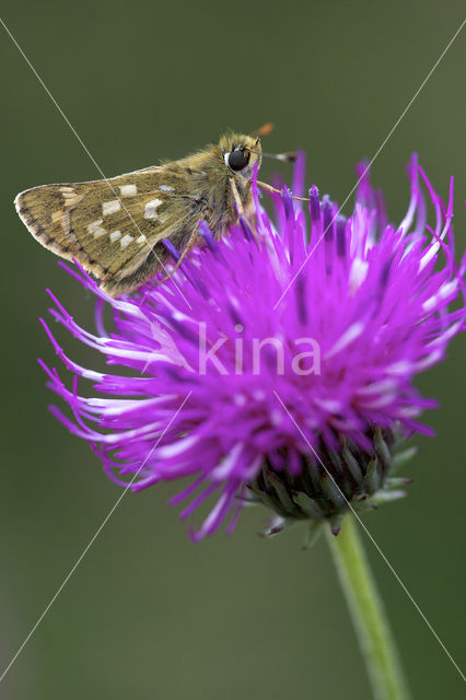 Kommavlinder (Hesperia comma)