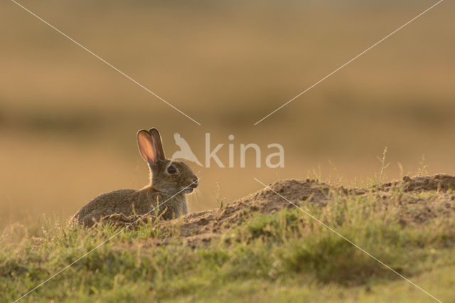 Konijn (Oryctolagus cuniculus)