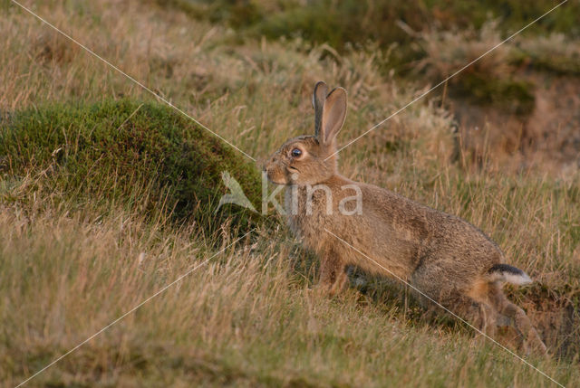 Konijn (Oryctolagus cuniculus)