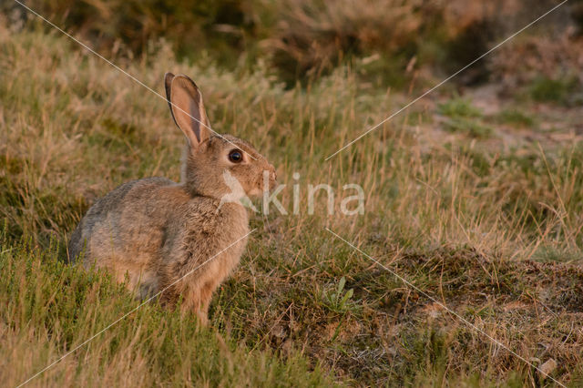 Konijn (Oryctolagus cuniculus)