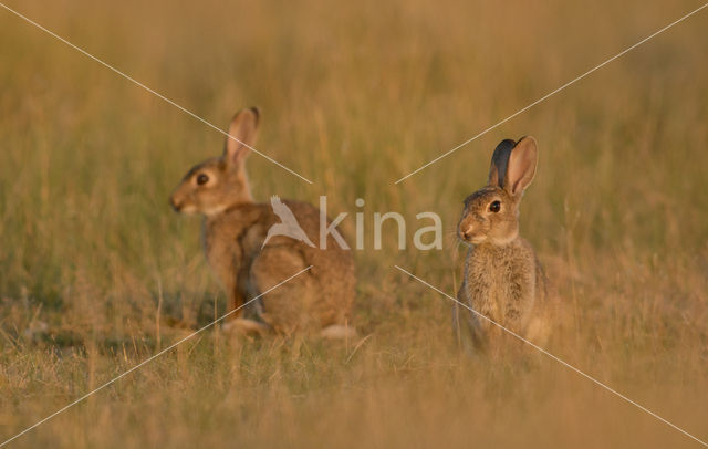 Konijn (Oryctolagus cuniculus)