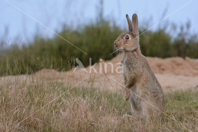 Konijn (Oryctolagus cuniculus)