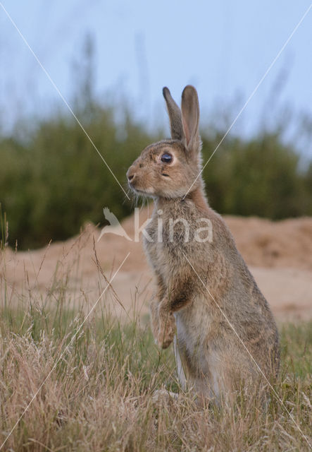 Konijn (Oryctolagus cuniculus)