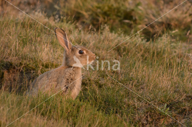 Konijn (Oryctolagus cuniculus)