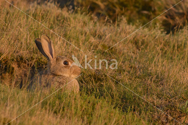 Rabbit (Oryctolagus cuniculus)