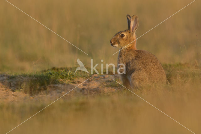 Konijn (Oryctolagus cuniculus)