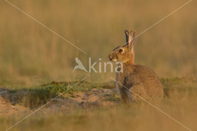 Konijn (Oryctolagus cuniculus)