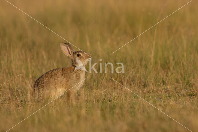 Konijn (Oryctolagus cuniculus)