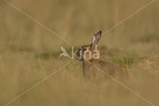 Konijn (Oryctolagus cuniculus)