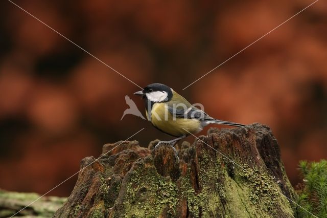 Koolmees (Parus major)