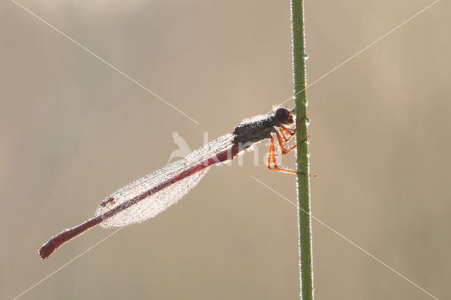 Koraaljuffer (Ceriagrion tenellum)